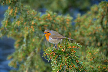 Robin red breast Erithacus rubecula perched in a pine tree with trees and river blurred in the background