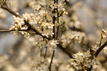 Delicate White Blossoms on Tree Branches