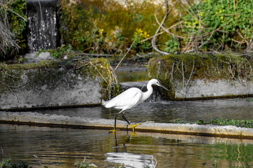 Egret egretta garzetta in the watercress beds at Alresford Hampshire England