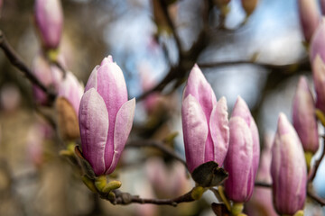 Pink Magnolia Tree in Spring with Bokeh