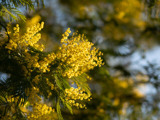 Beautiful bright yellow hairy mimosa flowers close-up. Blooming mimosa tree in early spring waves on wind. Sunny spring day. Acacia dealbata. Fluffy flowers in spring garden with sunny bokeh light