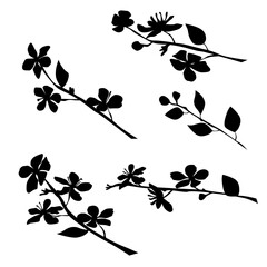 Silhouette of apple or cherry flower with leaf, branch  blossom, vector,  black color, isolated on white background