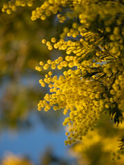 Beautiful bright yellow hairy mimosa flowers close-up. Blooming mimosa tree in early spring waves on wind. Sunny spring day. Acacia dealbata. Fluffy flowers in spring garden with sunny bokeh light