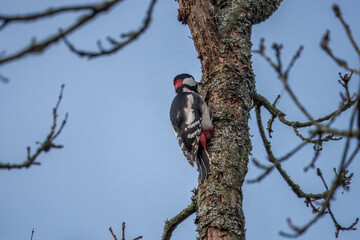 Great spotted woodpecker dendrocopos major on a tree trunk with blue sky in the background
