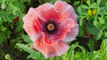 Close up of an opium poppy (papaver somniferum) flower in bloom