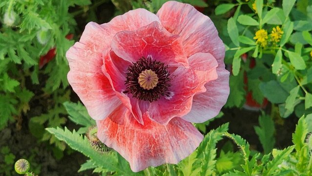 Close up of an opium poppy (papaver somniferum) flower in bloom