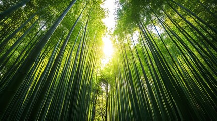 A dense bamboo forest with sunlight filtering through the tall, green stalks. 