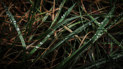 green grass with dew drops