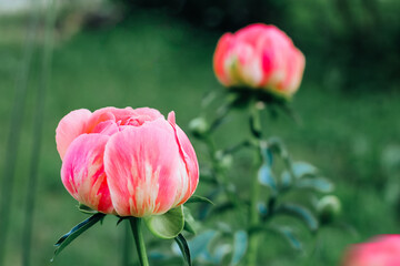 Beautiful soft pink peony flowers close up in the garden on a sunny summer day.
