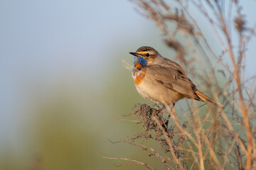 Bluethroat on the morning field