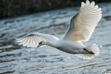 Obraz premium A graceful white bird takes flight, capturing the essence of freedom and beauty over a peaceful water body.