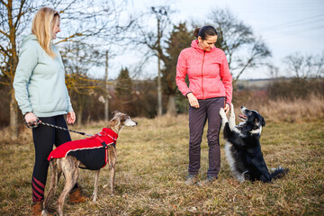 Professional animal trainer working with dogs in playful dog walking and obedience training session