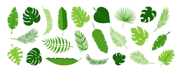 Palm leaf icon, tropical banana leaves, jungle plant, exotic foliage, cartoon summer fern, green monstera, coconut branch isolated on white background. Botanical vector illustration
