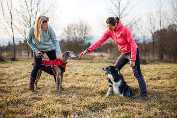 Women training dogs in obedience and agility during outdoor session. Two friends dog walking...
