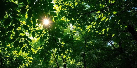 Sun-dappled green forest leaves, vibrant and lush, spring, leaves