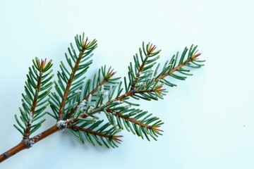 isolated branches of fir tree on white background, frozen, nature