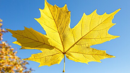 Obraz premium Bright yellow maple leaf against a blue sky, representing autumn, possibly for seasonal design