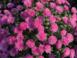 Pink chrysanthemums garden mums autumn flowers