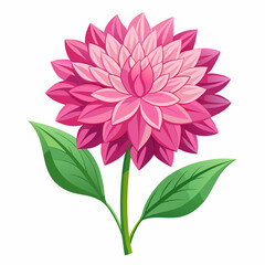 pink dahlia flower