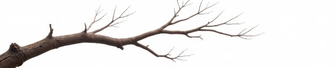 Fototapeta premium A single large branch extends across a vast expanse of white, strong and sturdy, branch, grain