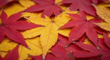 Fototapeta premium Red and Yellow Maple Leaves Background Displaying Autumn Color Palette