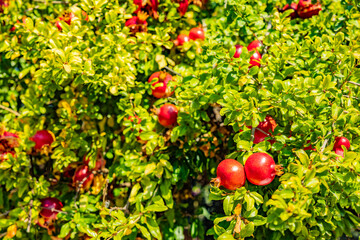 grantaapfel an einem Grünen Granatapfelbusch