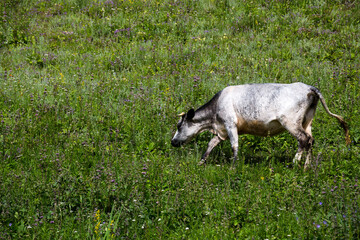 Obraz premium View of a cow in Tianshan Mountains