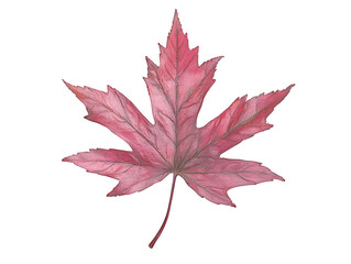 A vibrant red maple leaf showcasing intricate vein patterns and jagged edges, highlighting its unique autumnal beauty.