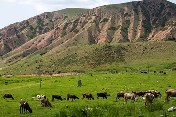 View of a cows grazing in Tianshan Mountains