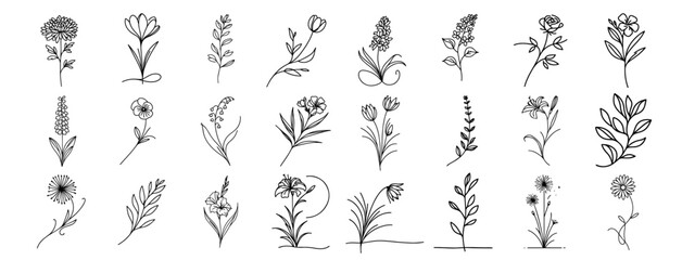 hand drawn black and white wildflower vector illustrations