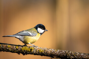 Sikorka portret bokeh zółte tło na gałązce 