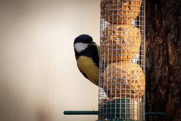 Sikorka portret bokeh zółte tło na gałązce  © Adrian