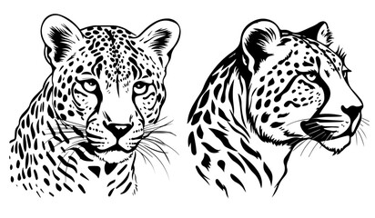 leopard and cheetah head illustrations in black and white