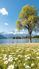 Alpine lake for spring daisies, majestic view.
