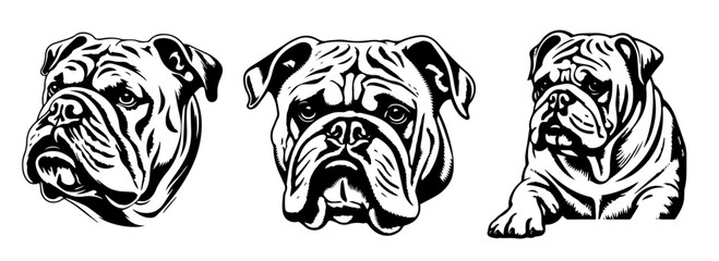 bulldog head and sitting pose tattoo set black and white hand drawn vector illustrations