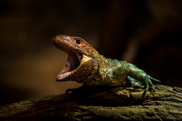 dracena crocodile lizard from the zoo