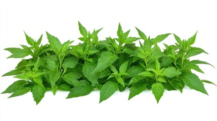 Obraz premium Fresh Green Basil Herb, Culinary Herb, Aromatic Leaves, Healthy Ingredient, Isolated White Background