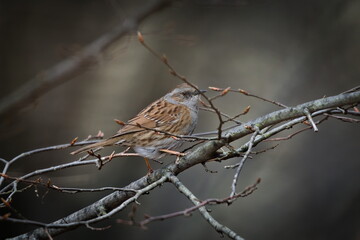 Prunella modularis aka dunnock hidden in the tree. Common passerine bird from Czech republic.