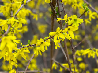 Yellow forsythia blossoms on delicate branches. Concept of spring, renewal nature and botany