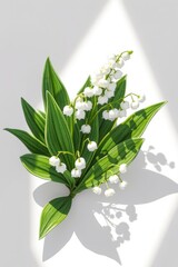 Delicate white lilies of the valley bloom against a white background in a tranquil setting