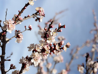 Spring blossoms on a tree branch under a clear sky. Concept of seasonal renewal, natural beauty and...