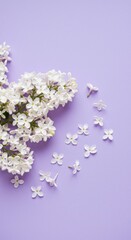 Delicate white flowers arranged artfully on a soft lavender background create a serene and calming atmosphere for spring