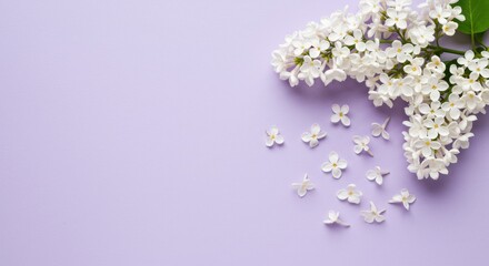 Delicate white flowers arranged artfully on a soft lavender background create a serene and calming atmosphere for spring