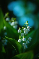 Delicate white lilies of the valley bloom against a soft blue background in a tranquil setting