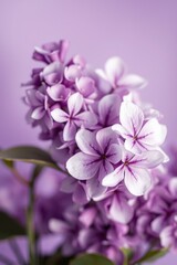 Fresh lilac flowers arranged on a soft lavender background with scattered petals showcasing spring's beauty