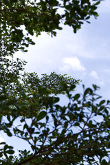 Tree branch Ivory Coast Almond with bright sky background. Sky cloud background between leaves of tree. Nature, landscape, eco, abundance, leaf, daytime, travel, view concept. Cloud and sky in vertica