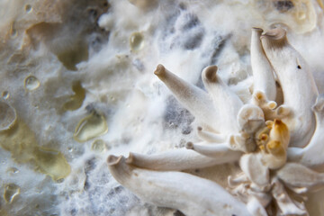Oyster mushroom pins emerge from coffee grounds. Sustainable home cultivation, close-up - Pleurotus ostreatus