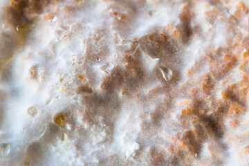 Oyster Mushroom Mycelium (Pleurotus ostreatus) Growing on Sawdust.