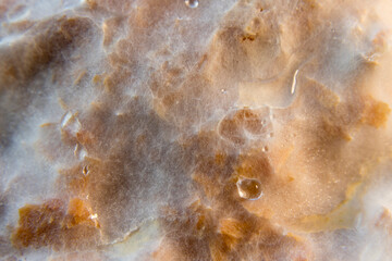 Oyster Mushroom Mycelium (Pleurotus ostreatus) Growing on Sawdust.