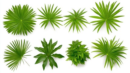 Collection of Lush Green Tropical Leaves: A Botanical Delight
